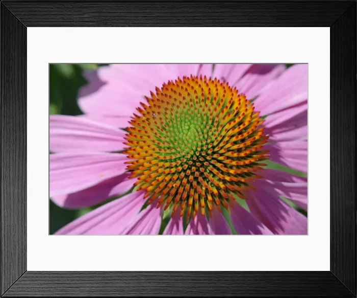 Framed Print : Florets in a double spiral arrangement, purple coneflower -Echinacea purpurea-, medicinal plant, immunostimulant Framed Print : Florets in a double spiral arrangement, purple coneflower -Echinacea purpurea-, medicinal plant, immunostimulant