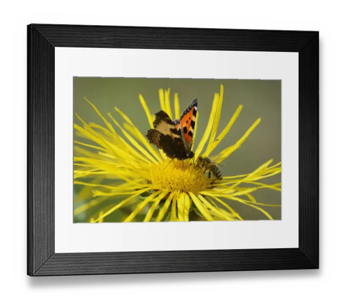 Framed Print : Insects meeting whilst collecting nectar on flower of Elecampane or Horse-heal -Inula helenium-, Small Tortoiseshell -Aglais urticae, Nymphalis urticae- and honey bee -Apis mellifera- Framed Print : Insects meeting whilst collecting nectar on flower of Elecampane or Horse-heal -Inula helenium-, Small Tortoiseshell -Aglais urticae, Nymphalis urticae- and honey bee -Apis mellifera-
