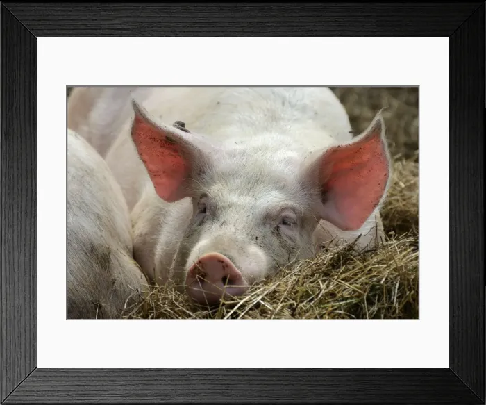 Framed Print : Domestic pig -Sus scrofa domestica-, stabling with free-range area and straw bedding, organic farming, Schleswig-Holstein, Germany, Europe Framed Print : Domestic pig -Sus scrofa domestica-, stabling with free-range area and straw bedding, organic farming, Schleswig-Holstein, Germany, Europe