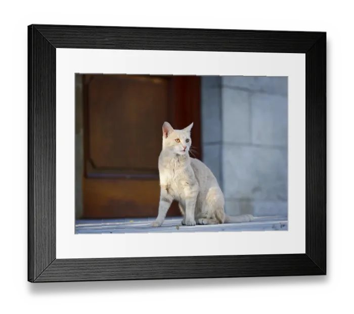 Framed Print : Red cream tabby cat sitting in front of a door, Germany Framed Print : Red cream tabby cat sitting in front of a door, Germany