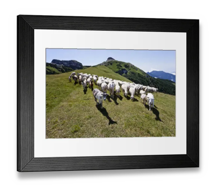 Framed Print : Flock of sheep in front of Cornet Mountain and Dos d Abramo Mountain, Trentino, Italy, Europe Framed Print : Flock of sheep in front of Cornet Mountain and Dos d Abramo Mountain, Trentino, Italy, Europe