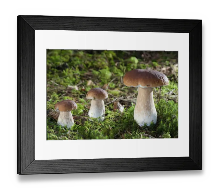 Framed Print : Penny Buns, Porcinos -Boletus edulis-, Untergroeningen, Baden-Wuerttemberg, Germany, Europe Framed Print : Penny Buns, Porcinos -Boletus edulis-, Untergroeningen, Baden-Wuerttemberg, Germany, Europe
