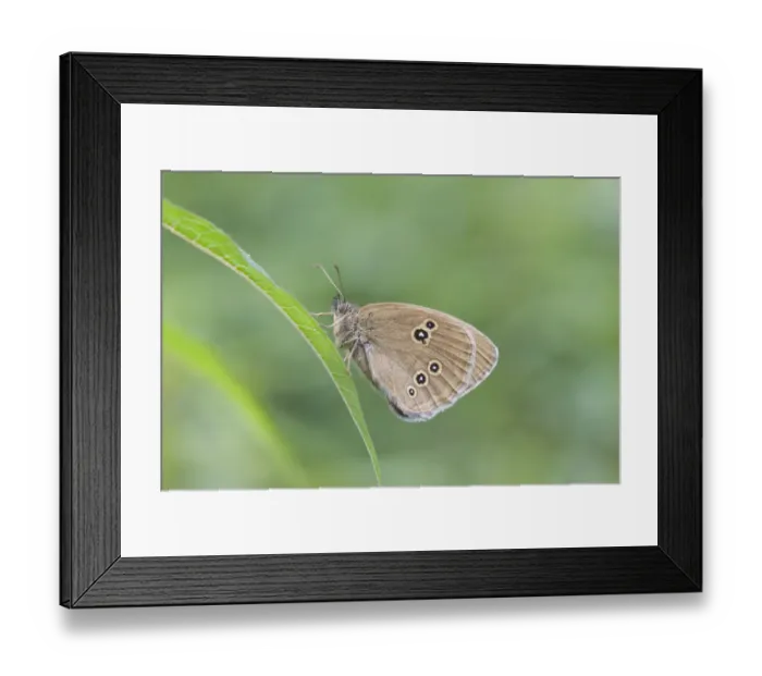 Framed Print : Ringlet butterfly -Aphantopus hyperantus-, Thuringia, Germany Framed Print : Ringlet butterfly -Aphantopus hyperantus-, Thuringia, Germany
