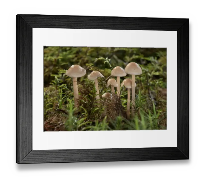 Framed Print : Tufted Toughshank -Gymnopus confluens-, young stage, Untergroningen, Abtsgmuend, Baden-Wurttemberg, Germany Framed Print : Tufted Toughshank -Gymnopus confluens-, young stage, Untergroningen, Abtsgmuend, Baden-Wurttemberg, Germany