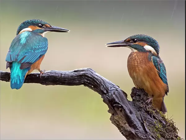 Kingfisher -Alcedo atthis-, young birds in the rain, Middle Elbe, Saxony-Anhalt, Germany