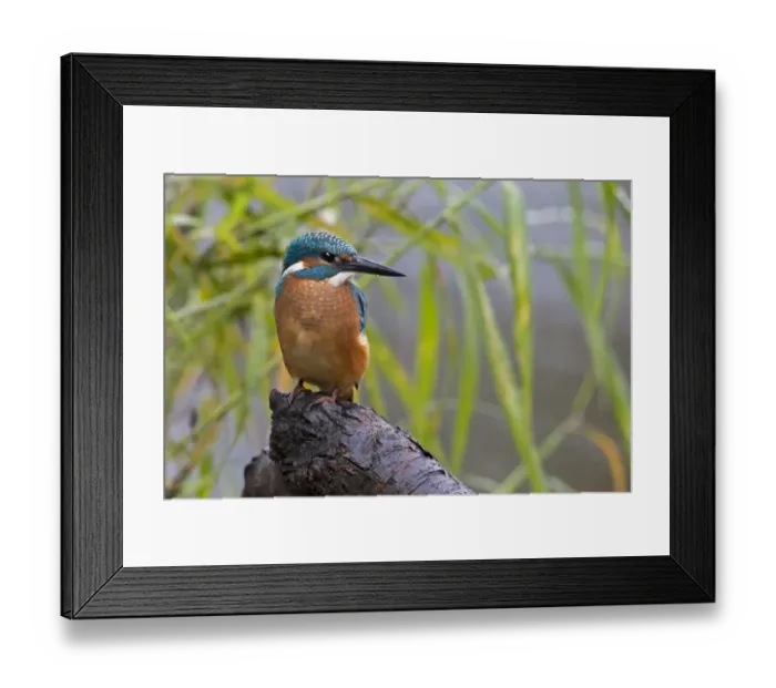Framed Print : Kingfisher -Alcedo atthis-, young bird in habitat, Middle Elbe, Saxony-Anhalt, Germany Framed Print : Kingfisher -Alcedo atthis-, young bird in habitat, Middle Elbe, Saxony-Anhalt, Germany