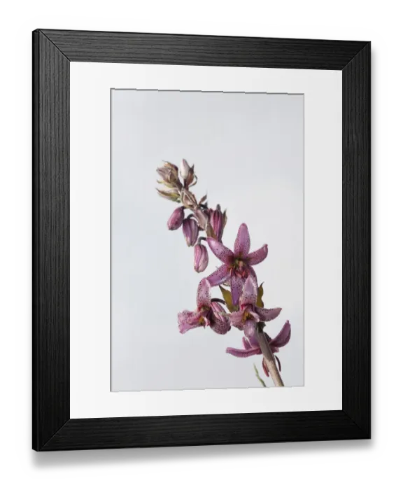 Framed Print : Martagon or Turks Cap Lily -Lilium matagon-, Karerpass, Dolomiten, South Tyrol province, Trentino-Alto Adige, Italy Framed Print : Martagon or Turks Cap Lily -Lilium matagon-, Karerpass, Dolomiten, South Tyrol province, Trentino-Alto Adige, Italy