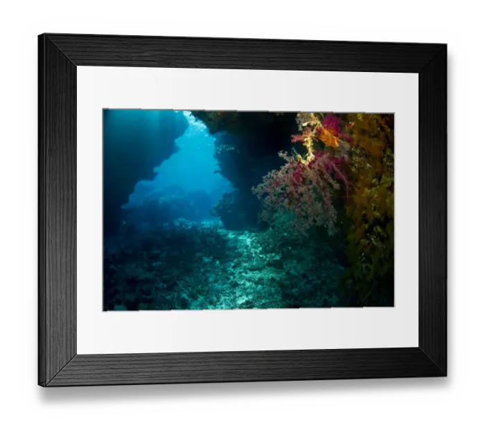 Framed Print : Soft Coral -Alcyonacea-, Red Sea, Egypt Framed Print : Soft Coral -Alcyonacea-, Red Sea, Egypt