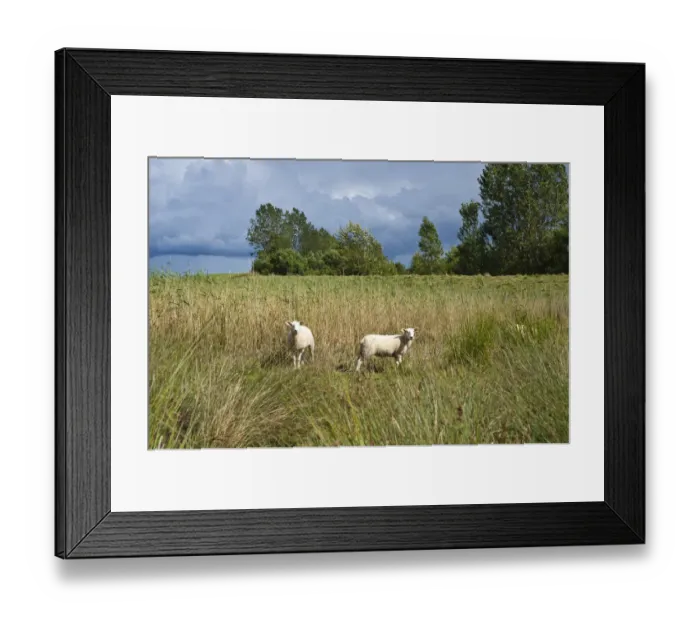 Framed Print : Sheep in the salt marsh nature reserve, Hohwacht Bay, Behrensdorf, Baltic Sea, Schleswig-Holstein, Germany, Europe Framed Print : Sheep in the salt marsh nature reserve, Hohwacht Bay, Behrensdorf, Baltic Sea, Schleswig-Holstein, Germany, Europe