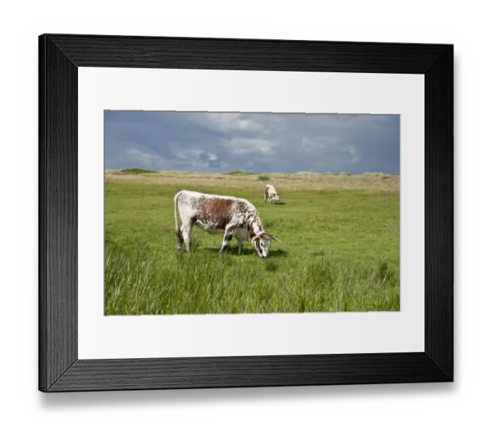 Framed Print : Pasture in the salt marsh nature reserve, Hohwacht Bay, Behrensdorf, Schleswig-Holstein, Germany, Europe Framed Print : Pasture in the salt marsh nature reserve, Hohwacht Bay, Behrensdorf, Schleswig-Holstein, Germany, Europe