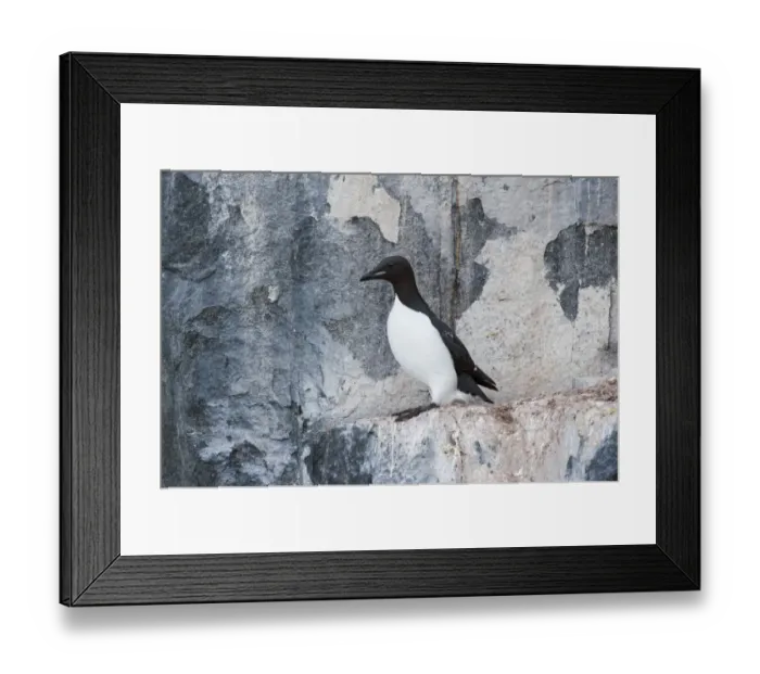 Framed Print : Thick-billed Murre or Bruennichs Guillemot -Uria lomvia- at the bird cliffs of Alkefjellet, Hinlopenstretet, Spitsbergen Island, Svalbard Archipelago, Svalbard and Jan Mayen, Norway