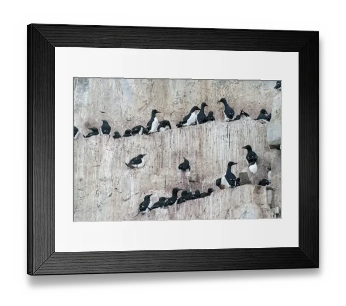 Framed Print : Thick-billed Murres or Bruennichs Guillemots -Uria lomvia- at the bird cliffs of Alkefjellet, Hinlopenstretet, Spitsbergen Island, Svalbard Archipelago, Svalbard and Jan Mayen, Norway Framed Print : Thick-billed Murres or Bruennichs Guillemots -Uria lomvia- at the bird cliffs of Alkefjellet, Hinlopenstretet, Spitsbergen Island, Svalbard Archipelago, Svalbard and Jan Mayen, Norway