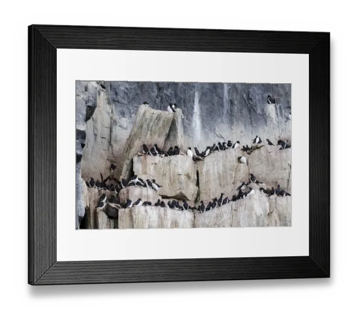 Framed Print : Thick-billed Murres or Bruennichs Guillemots -Uria lomvia- at the bird cliffs of Alkefjellet, Hinlopenstretet, Spitsbergen Island, Svalbard Archipelago, Svalbard and Jan Mayen, Norway Framed Print : Thick-billed Murres or Bruennichs Guillemots -Uria lomvia- at the bird cliffs of Alkefjellet, Hinlopenstretet, Spitsbergen Island, Svalbard Archipelago, Svalbard and Jan Mayen, Norway
