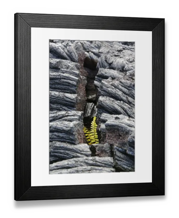 Framed Print : Asian swordfern -Nephrolepis brownii- as a pioneer plant on young pahoehoe lava, Big Island, Hawaii, USA Framed Print : Asian swordfern -Nephrolepis brownii- as a pioneer plant on young pahoehoe lava, Big Island, Hawaii, USA