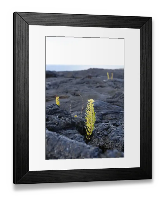 Framed Print : Asian swordfern -Nephrolepis brownii- as a pioneer plant on young pahoehoe lava, Big Island, Hawaii, USA Framed Print : Asian swordfern -Nephrolepis brownii- as a pioneer plant on young pahoehoe lava, Big Island, Hawaii, USA