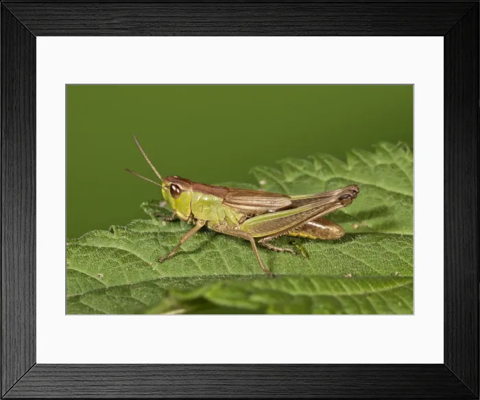 Framed Print : Meadow Grasshopper -Chorthippus parallelus-, female, Untergroeningen, Baden-Wuerttemberg, Germany, Europe