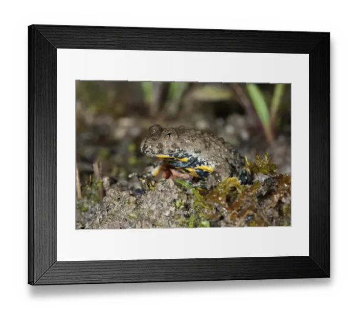 Framed Print : Yellow-bellied toad -Bombina variegata-, leaving a pond, Untergroeningen, Baden-Wuerttemberg, Germany, Europe Framed Print : Yellow-bellied toad -Bombina variegata-, leaving a pond, Untergroeningen, Baden-Wuerttemberg, Germany, Europe