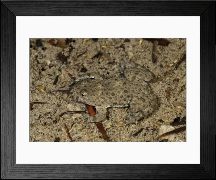 Framed Print : Yellow-bellied toad -Bombina variegata-, well camouflaged at the bottom of a pond, Untergroeningen, Baden-Wuerttemberg, Germany, Europe Framed Print : Yellow-bellied toad -Bombina variegata-, well camouflaged at the bottom of a pond, Untergroeningen, Baden-Wuerttemberg, Germany, Europe