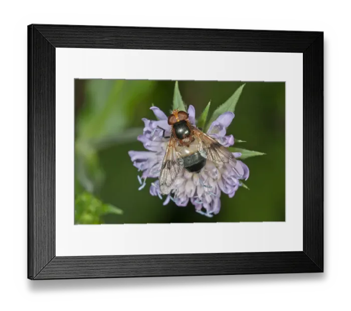Framed Print : Pellucid Hoverfly -Volucella pellucens- searching for nectar on a Wood Scabious, Untergroeningen, Baden-Wuerttemberg, Germany, Europe Framed Print : Pellucid Hoverfly -Volucella pellucens- searching for nectar on a Wood Scabious, Untergroeningen, Baden-Wuerttemberg, Germany, Europe