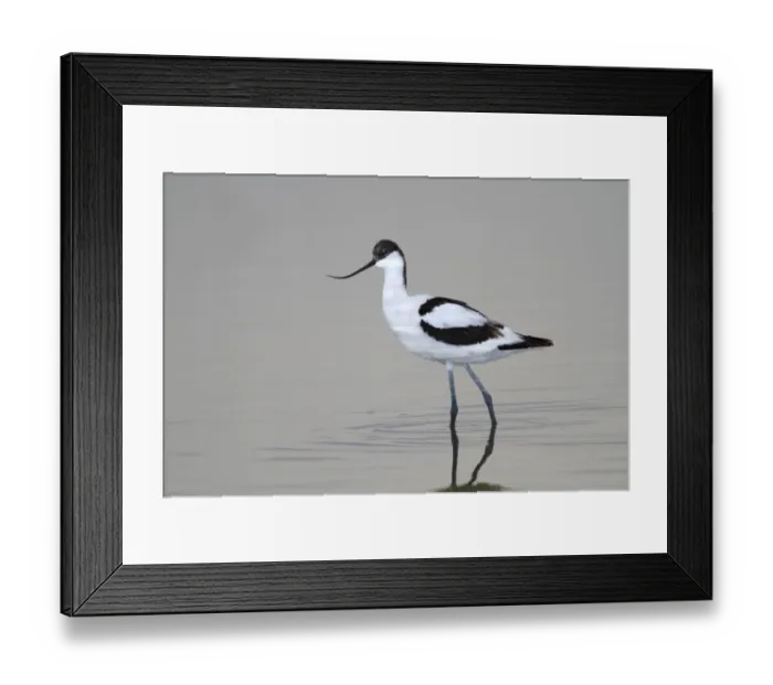 Framed Print : Pied Avocet -Recurvirostra avosetta-, standing in shallow water, Apetlon, Lake Neusiedl, Burgenland, Austria, Europe Framed Print : Pied Avocet -Recurvirostra avosetta-, standing in shallow water, Apetlon, Lake Neusiedl, Burgenland, Austria, Europe