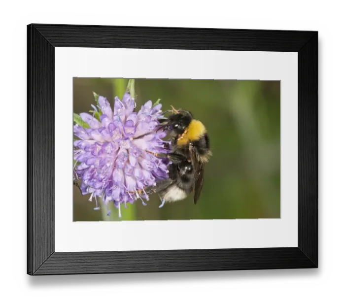 Framed Print : Vestal Cuckoo Bumblebee -Psithyrus Vestalis- Untergroeningen, Baden-Wuerttemberg, Germany, Europe Framed Print : Vestal Cuckoo Bumblebee -Psithyrus Vestalis- Untergroeningen, Baden-Wuerttemberg, Germany, Europe