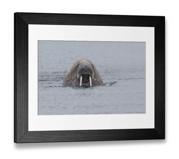 Framed Print : Walrus -Odobenus rosmarus-, male, Phippsoya, Sjuoyane, Svalbard Archipelago, Svalbard and Jan Mayen, Norway Framed Print : Walrus -Odobenus rosmarus-, male, Phippsoya, Sjuoyane, Svalbard Archipelago, Svalbard and Jan Mayen, Norway