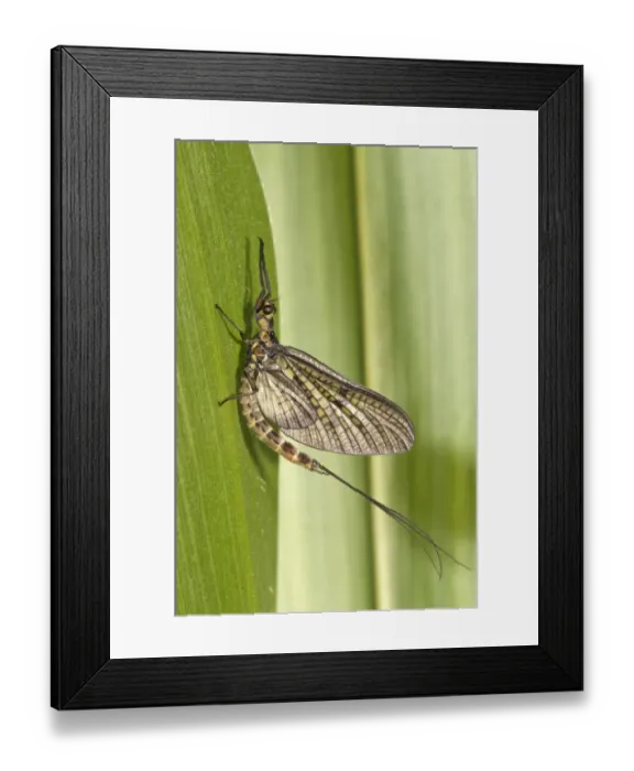 Framed Print : Mayfly or Green Drake -Ephemera danica-, Untergroeningen, Baden-Wuerttemberg, Germany, Europe