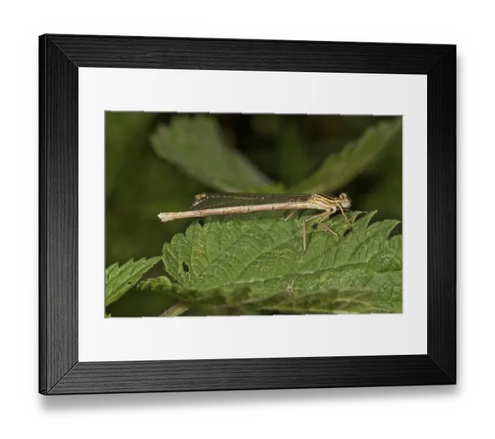 Framed Print : White-legged Damselfly or Blue Featherleg -Platycnemis pennipes-, female, Untergroeningen, Baden-Wuerttemberg, Germany, Europe