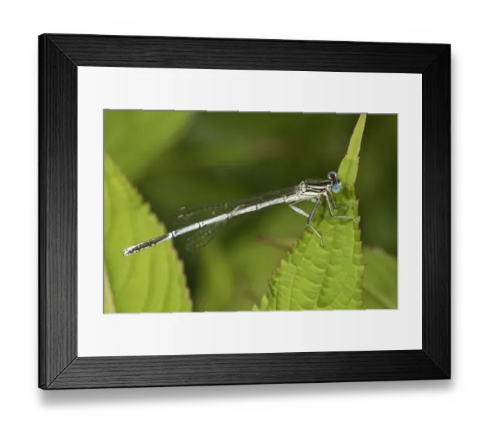 Framed Print : White-legged Damselfly or Blue Featherleg -Platycnemis pennipes-, male, Untergroeningen, Baden-Wuerttemberg, Germany, Europe Framed Print : White-legged Damselfly or Blue Featherleg -Platycnemis pennipes-, male, Untergroeningen, Baden-Wuerttemberg, Germany, Europe