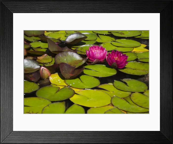 Framed Print : Two pink Water Lilies -Nymphaea- on the surface of a pond, Quebec Province, Canada Framed Print : Two pink Water Lilies -Nymphaea- on the surface of a pond, Quebec Province, Canada
