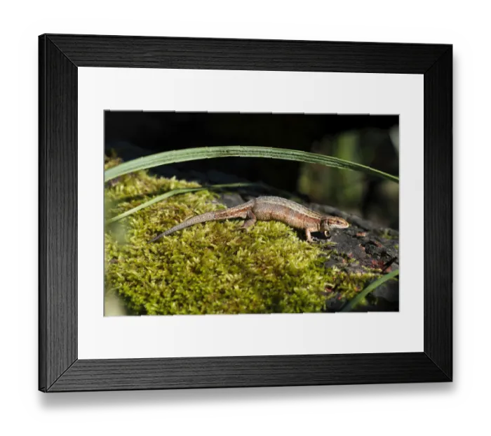 Framed Print : Viviparous lizard -Zootoca vivipara- in the biotope, sunbathing, Mecklenburg Lake District, Mecklenburg-Strelitz, Mecklenburg-Western Pomerania, Germany Framed Print : Viviparous lizard -Zootoca vivipara- in the biotope, sunbathing, Mecklenburg Lake District, Mecklenburg-Strelitz, Mecklenburg-Western Pomerania, Germany