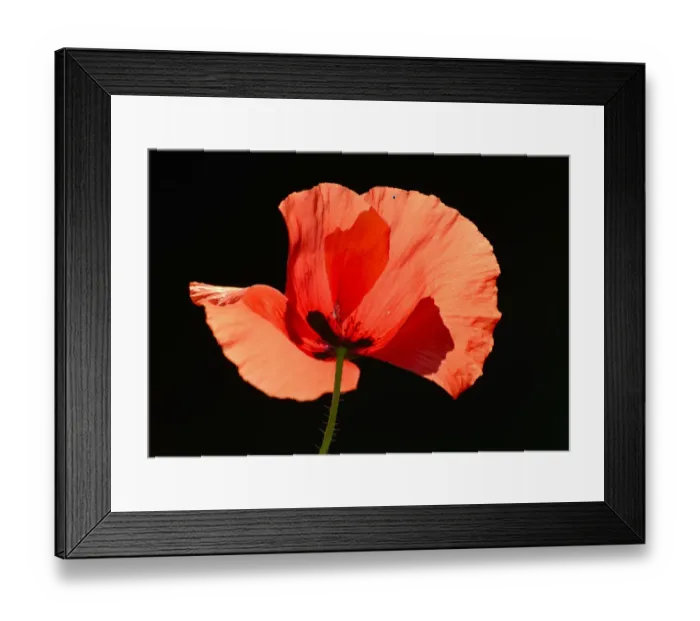Framed Print : Poppy -Papaver rhoeas-, flower, backlighting