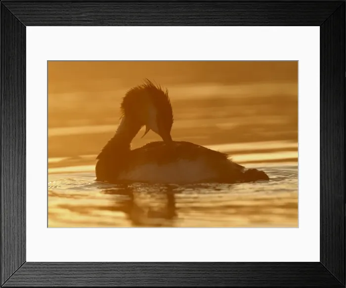 Framed Print : Great Crested Grebe -Podiceps cristatus- preening against the light, Raetzsee lake, Mecklenburg-Strelitz district, Mecklenburg-Western Pomerania, Germany, Europe Framed Print : Great Crested Grebe -Podiceps cristatus- preening against the light, Raetzsee lake, Mecklenburg-Strelitz district, Mecklenburg-Western Pomerania, Germany, Europe