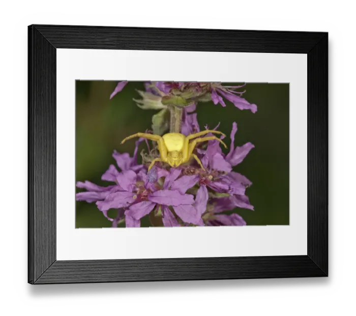 Framed Print : Goldenrod Crab Spider -Misumena vatia- lurking on Purple Loosestrife -Lythrum salicaria-, Untergroeningen, Baden-Wuerttemberg, Germany, Europe Framed Print : Goldenrod Crab Spider -Misumena vatia- lurking on Purple Loosestrife -Lythrum salicaria-, Untergroeningen, Baden-Wuerttemberg, Germany, Europe