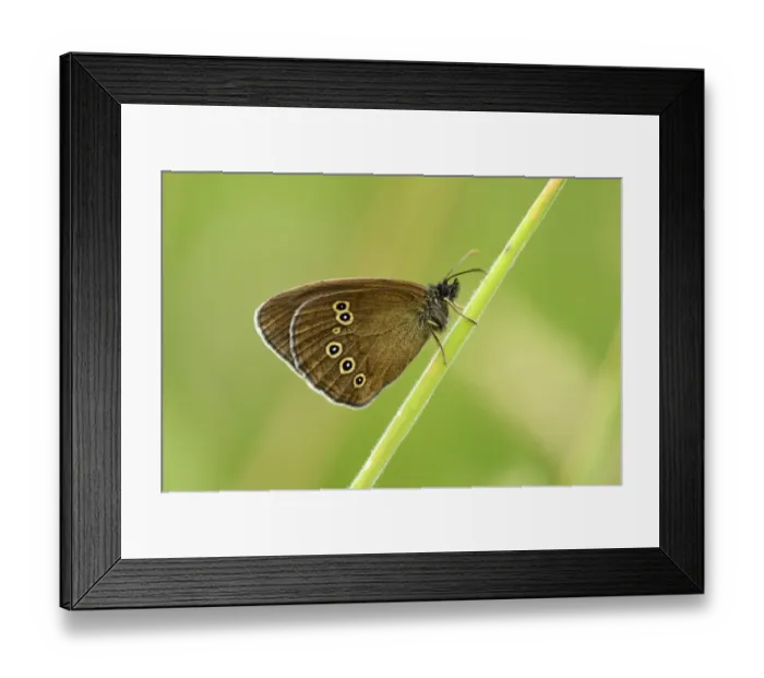 Framed Print : Ringlet butterfly -Aphantopus hyperantus-, underside, Zug, Switzerland, Europe Framed Print : Ringlet butterfly -Aphantopus hyperantus-, underside, Zug, Switzerland, Europe