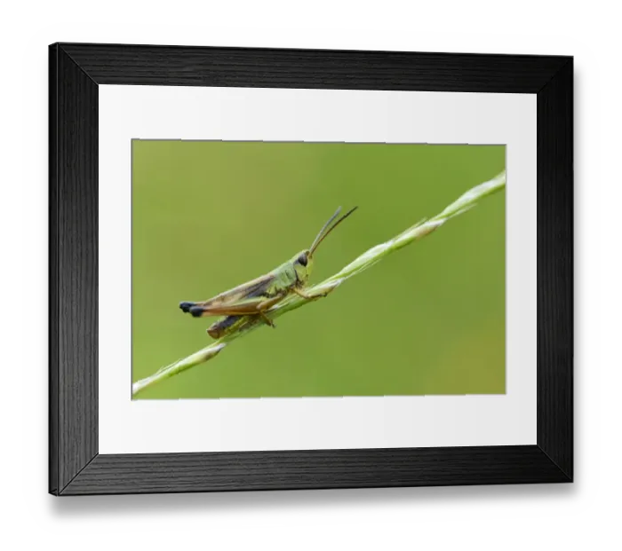 Framed Print : Green grashopper species -Mecostethus parapleurus-, Menzingen, Switzerland, Europe Framed Print : Green grashopper species -Mecostethus parapleurus-, Menzingen, Switzerland, Europe