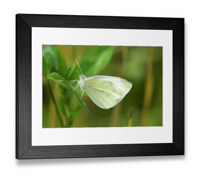 Framed Print : Green-veined White -Pieris napi-, underside, Zug, Switzerland, Europe Framed Print : Green-veined White -Pieris napi-, underside, Zug, Switzerland, Europe