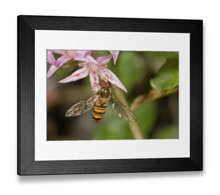 Framed Print : Marmalade Hoverfly -Episyrphus balteatus- feeding on pollen, Untergroeningen, Baden-Wuerttemberg, Germany, Europe Framed Print : Marmalade Hoverfly -Episyrphus balteatus- feeding on pollen, Untergroeningen, Baden-Wuerttemberg, Germany, Europe