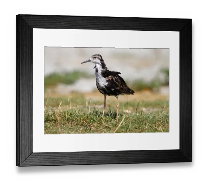 Framed Print : Ruff -Philomachus pugnax-, male standing on the shore in the grass, Apetlon, Lake Neusiedl, Burgenland, Austria, Europe