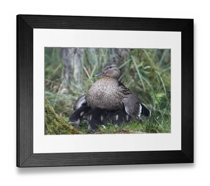 Framed Print : Mallard -Anas platyrhynchos-, female, protecting its ducklings, Lake Muritz area, Mecklenburg Lake District or Mecklenburg Lakeland, Mecklenburg-Western Pomerania, Germany Framed Print : Mallard -Anas platyrhynchos-, female, protecting its ducklings, Lake Muritz area, Mecklenburg Lake District or Mecklenburg Lakeland, Mecklenburg-Western Pomerania, Germany