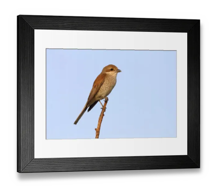 Framed Print : Red-backed Shrike -Lanius collurio-, female perched on twig, Hansag, Andau, Lake Neusiedl, Burgenland, Austria, Europe