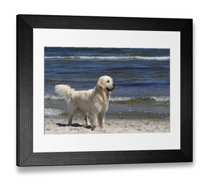 Framed Print : Golden Retriever dog -Canis lupus familiaris-, male, two years, standing on the beach Framed Print : Golden Retriever dog -Canis lupus familiaris-, male, two years, standing on the beach