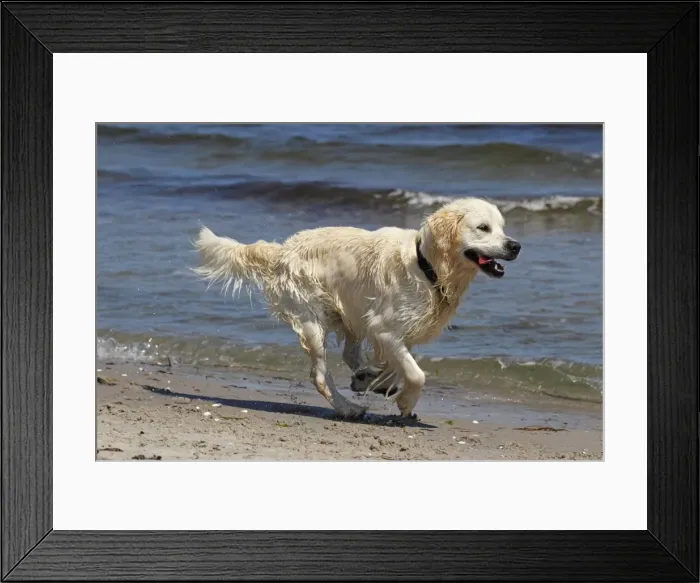 Framed Print : Golden Retriever dog -Canis lupus familiaris-, male, two years, running on the beach Framed Print : Golden Retriever dog -Canis lupus familiaris-, male, two years, running on the beach
