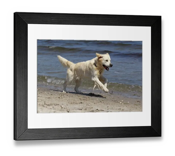 Framed Print : Golden Retriever dog -Canis lupus familiaris-, male, two years, running on the beach Framed Print : Golden Retriever dog -Canis lupus familiaris-, male, two years, running on the beach