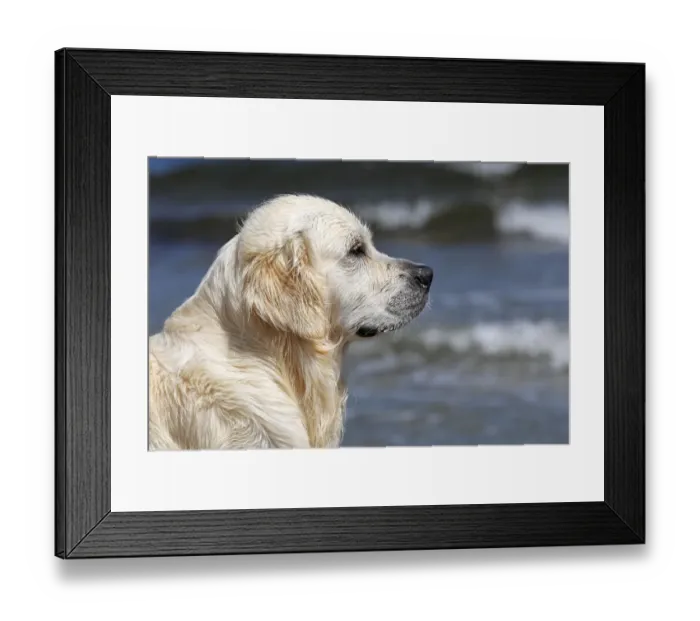 Framed Print : Golden Retriever dog -Canis lupus familiaris-, male, two years, portrait Framed Print : Golden Retriever dog -Canis lupus familiaris-, male, two years, portrait