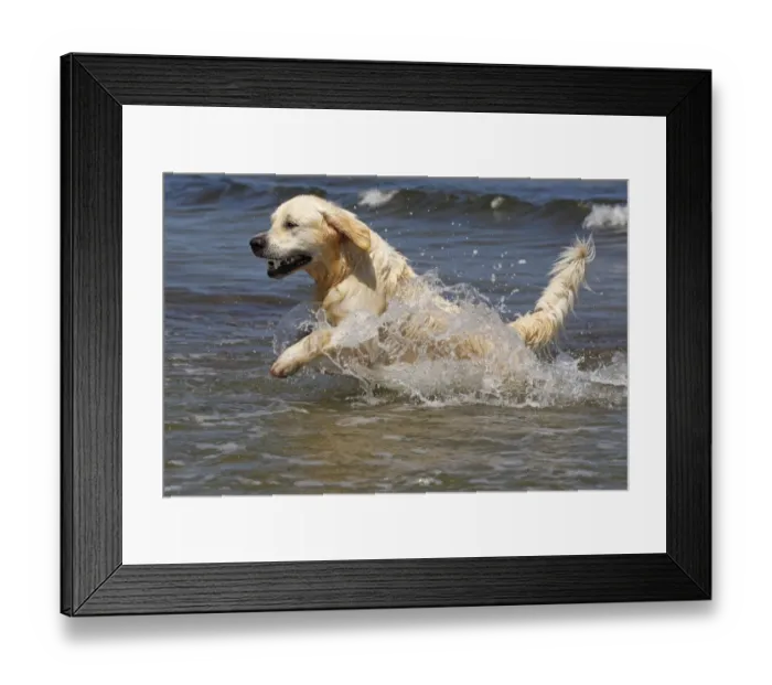 Framed Print : Golden Retriever dog -Canis lupus familiaris-, male, two years, retrieving ball from the water, domestic dog Framed Print : Golden Retriever dog -Canis lupus familiaris-, male, two years, retrieving ball from the water, domestic dog
