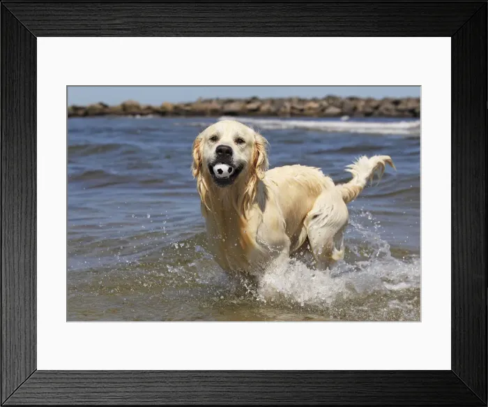 Framed Print : Golden Retriever dog -Canis lupus familiaris-, male, two years, retrieving ball from the water at a beach, domestic dog