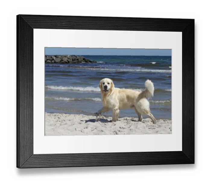 Framed Print : Golden Retriever dog -Canis lupus familiaris-, male, two years, running on the beach, domestic dog Framed Print : Golden Retriever dog -Canis lupus familiaris-, male, two years, running on the beach, domestic dog