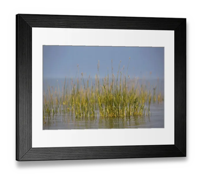Framed Print : Grass on the banks of Lake Constance during a stormy atmosphere, Hoernle, Konstanz, Baden-Wuerttemberg, Germany, Europe Framed Print : Grass on the banks of Lake Constance during a stormy atmosphere, Hoernle, Konstanz, Baden-Wuerttemberg, Germany, Europe