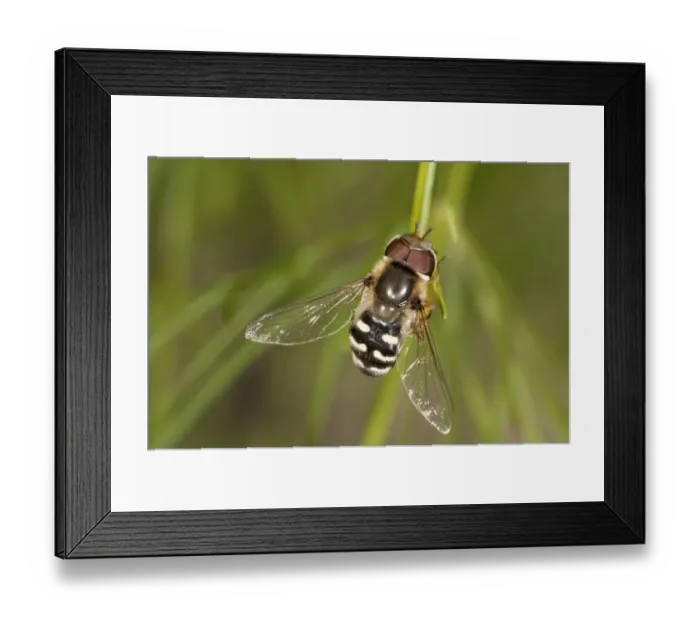 Framed Print : Pied Hoverfly -Scaera pyrastri-, males, Untergroeningen, Baden-Wuerttemberg, Germany, Europe Framed Print : Pied Hoverfly -Scaera pyrastri-, males, Untergroeningen, Baden-Wuerttemberg, Germany, Europe